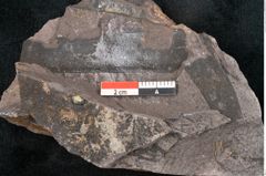 Foto (Detailansicht) von Noeggerathia palmaeformis Goeppert (NHMW-GEO-2024-0188-10750)